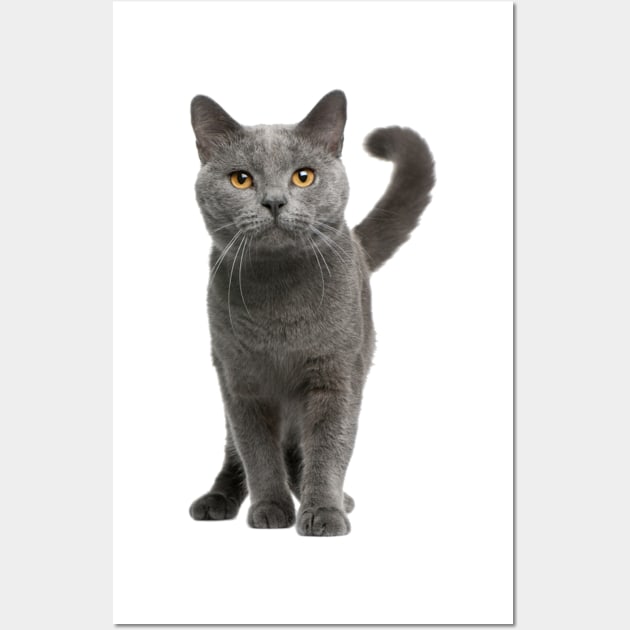 Grey Cat! Wall Art by MysticTimeline